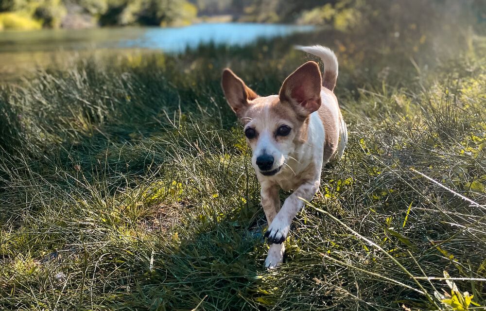 Dog by scenic lake