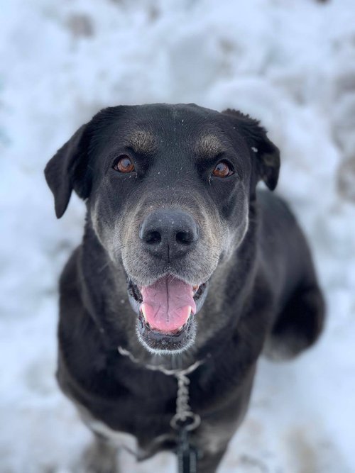 Black Lab