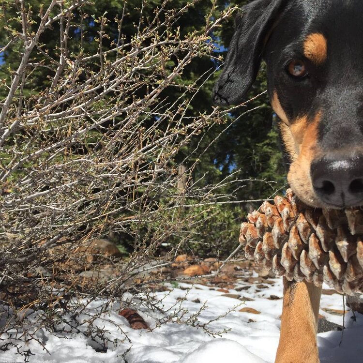 Dog with Pine Cone