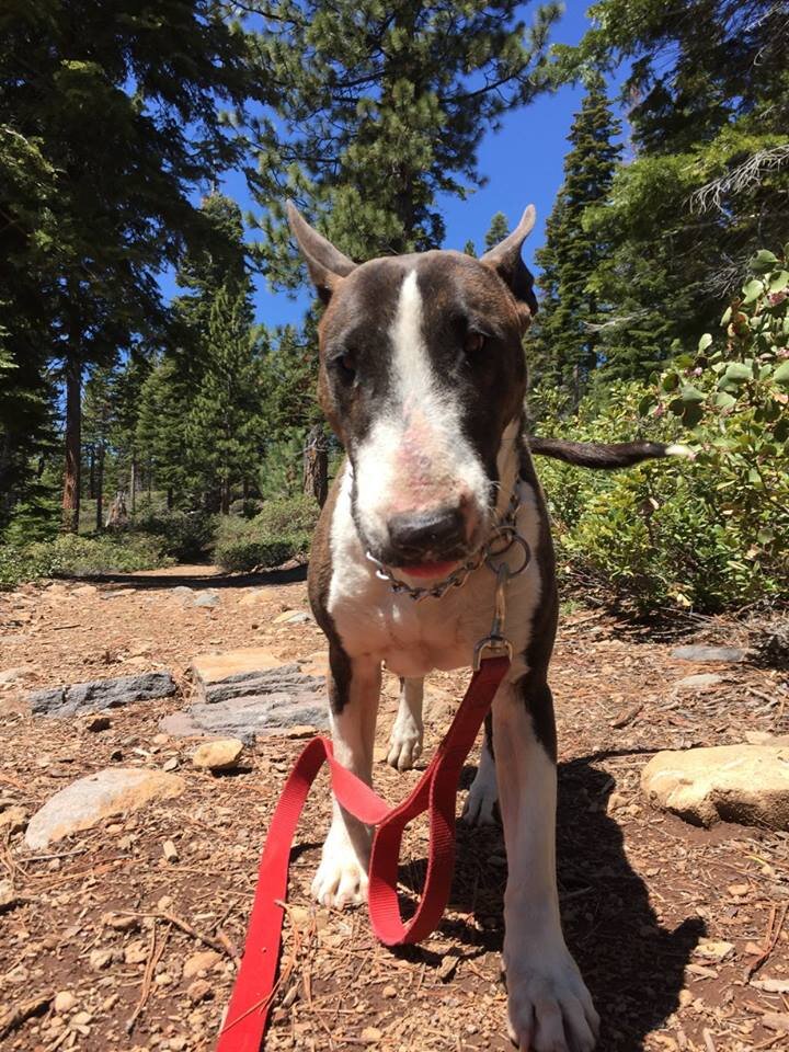 Dog with red leash