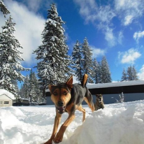 Gus in the Snow