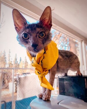 Cat with Yellow Bandana