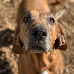 large brown dog