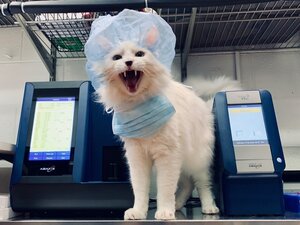 Cat in scrubs