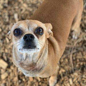 small brown dog