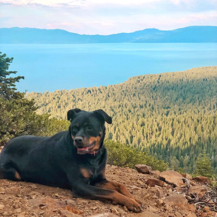 Black and Brown Dog